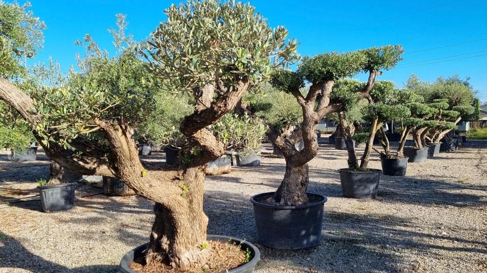 selection d'olivier boucher paysage